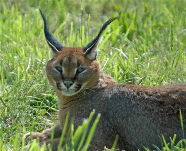 le caracal